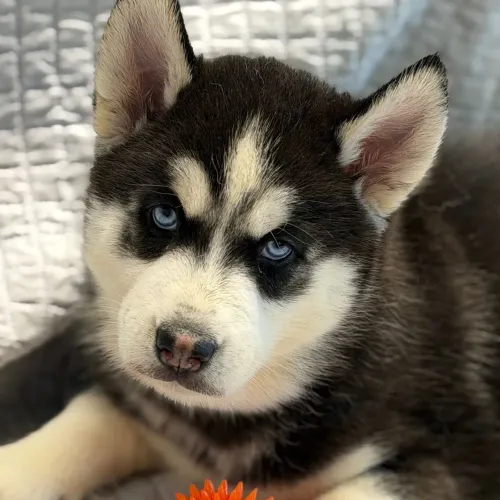 Husky Siberiano |  Me chama no WhatsApp 