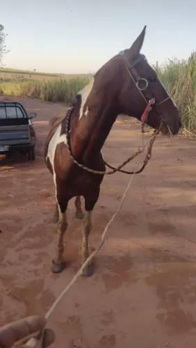 Garanhão pampa de preto