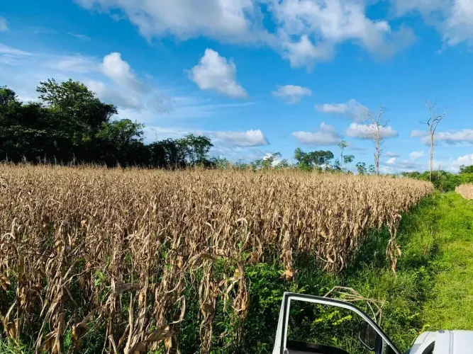 Fazenda para venda com 150 hectares com casa, deposito, curral em  Moju - PA