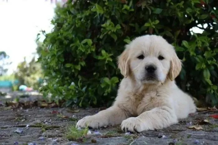 Golden retriver machinho filhote com 59 dias vacinado e com pedigree - Alberto