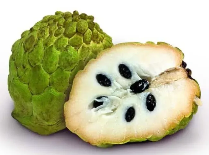 ? MUDAS DE ATEMOIA ENXERTADAS - DOÇURA, QUALIDADE E PRODUÇÃO RÁPIDA! ?