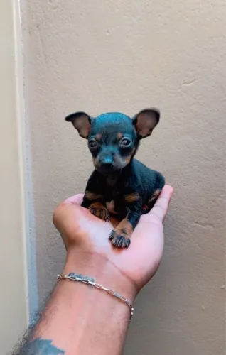 Pinscher Miniatura número 0 com Vacinado com Carteirinha