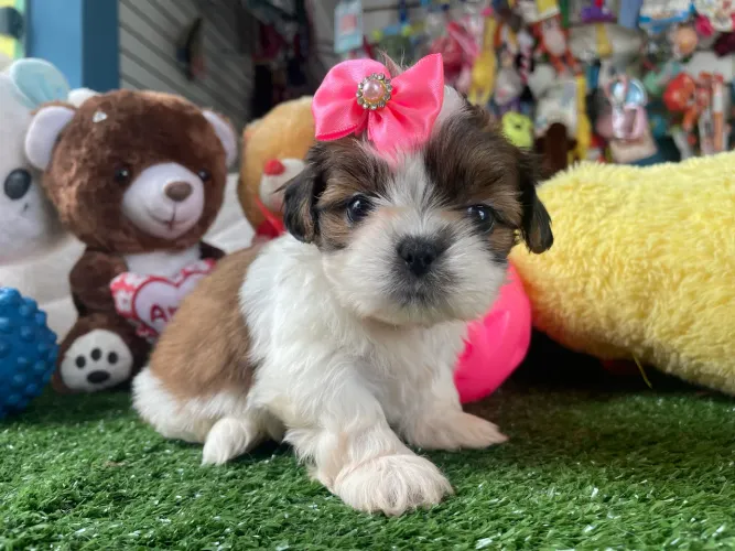Shih tzu micro fêmea $2.100,00