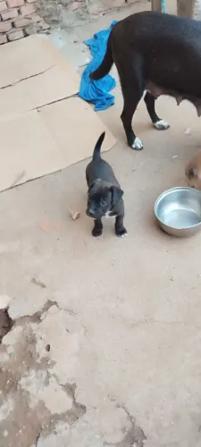 Adoção 