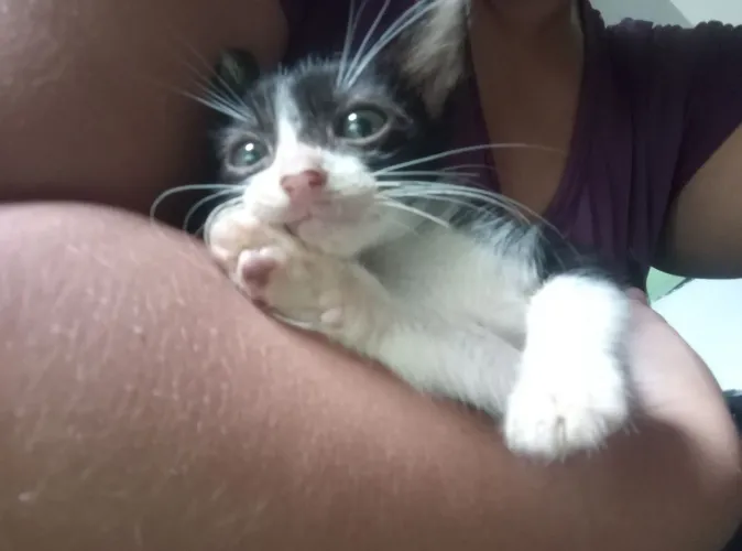 Gatinhos para adoção responsável
