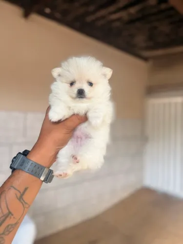 Lulu da Pomerania macho valor 2000