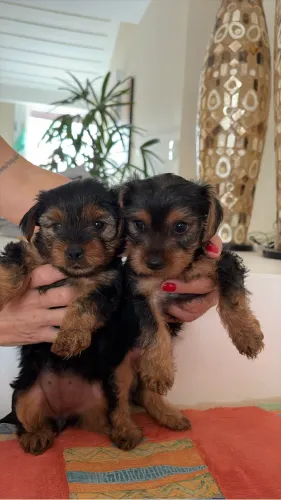 Filhote de Yorkshire Terrier