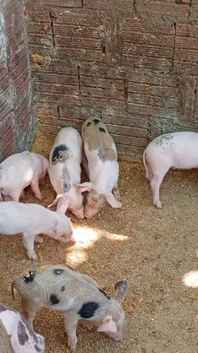 Leitões Pietra 