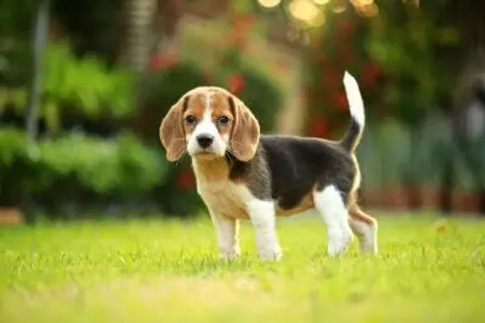 Beagle Filhote Para Completar Sua Família Com Alegria