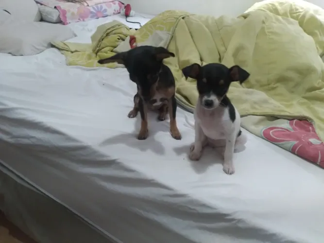 Pinscher Miniatura fêmeas 00 pais no local Fundamental 