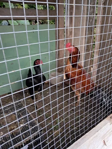 Casal de galo/ galinha inglês 