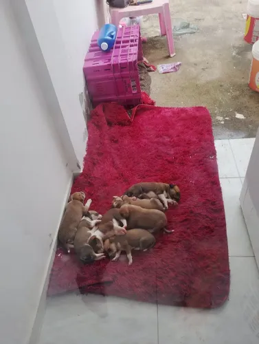 Cachorros pra doação