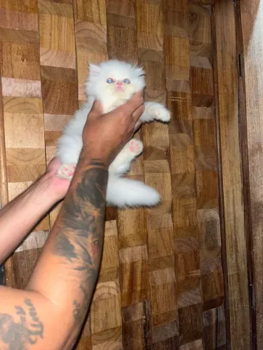 Gato persas alto padrão