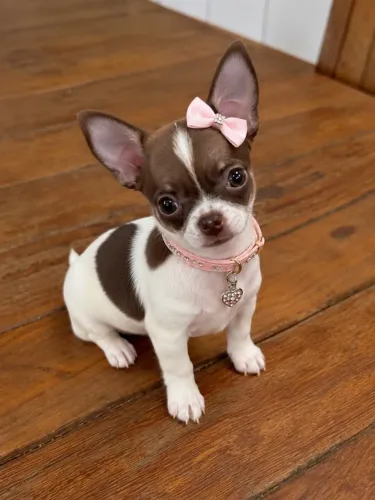 Fêmea Chihuahua Pelo Curto