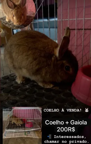 Coelho