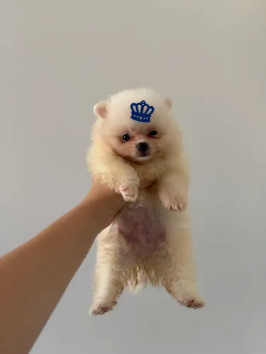 O ursinho que conquista corações - Spitz Além Anão (Lulu)