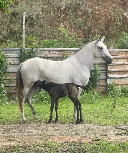 Vendo égua mangalarga
