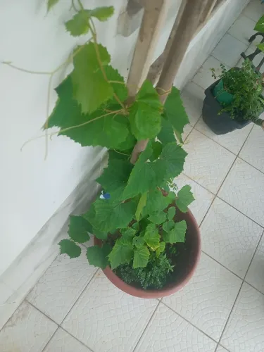 Muda enxertada de uva vitória 