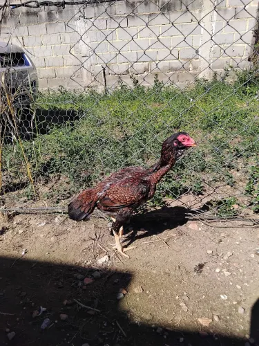 Vendo 2 frangas Calcutá
