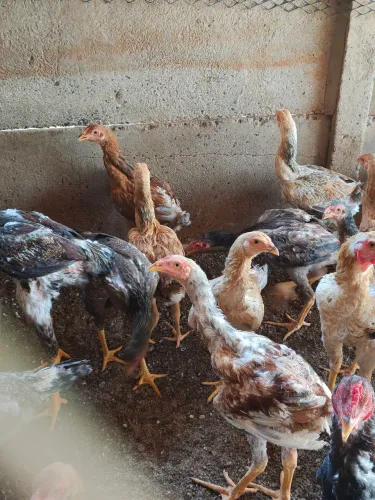 Frango índio gigante