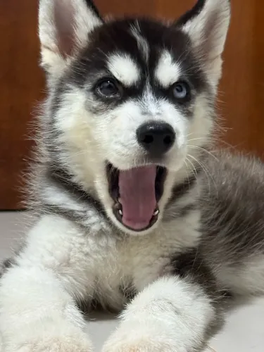 Vendo Husky Fêmea 