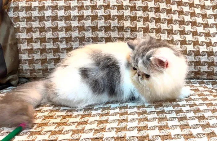 Gato persa macho com pedigree