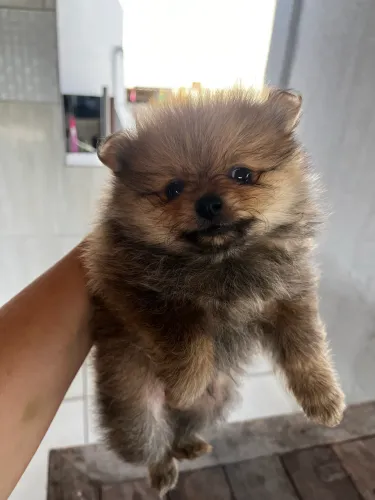 Spitz anão