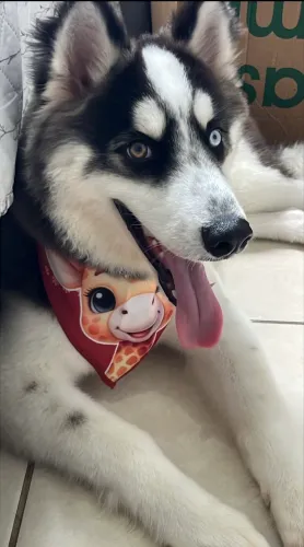 Husky siberiano puro, 11 meses com vacinação completa.