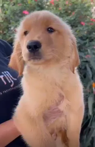 Golden retriever amor em forma de cachorro