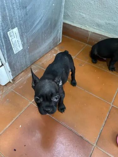 Vendo Buldogue Francês 