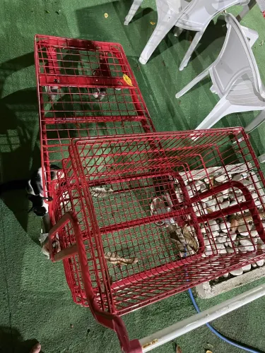 Carrinho supermercado atacadista plataforma