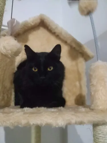 Arranhador Casa Alta para Gatos 3 Plataformas Rede Grande Brinquedo Torre Poste Sisal e Bo