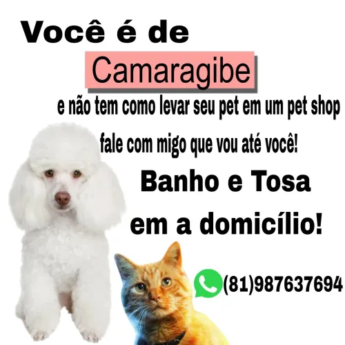 Banho a domicílio 