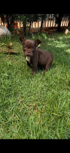 Bulldog Francês Fêmea 