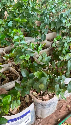 Mudas de Plantas