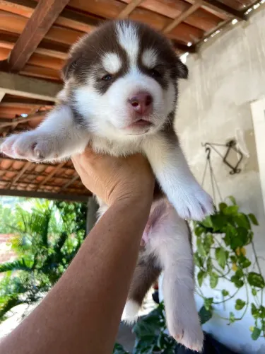 HUSKY SIBERIANO