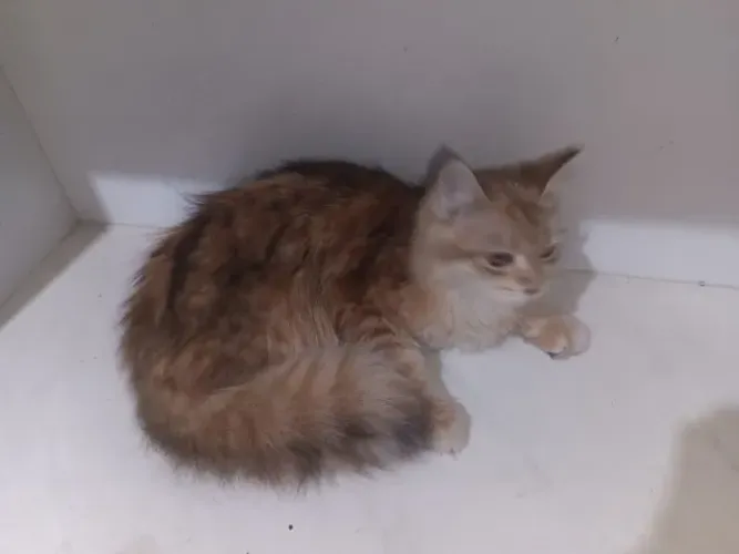 Gato Angorá super peludo 6 meses
