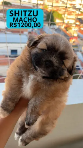 Vendo Shitzu | Macho