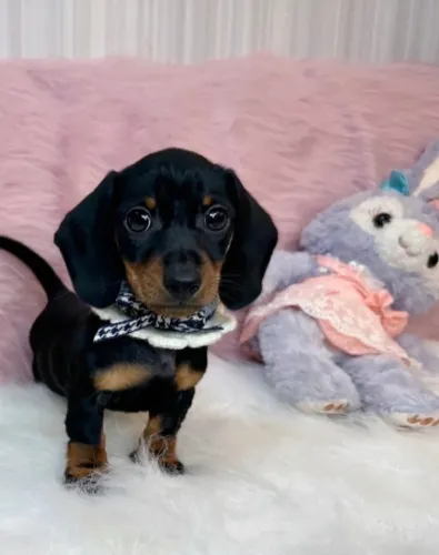 Filhote de cachorro dachshund/teckel/basset/salsicha/cofap brincalhão