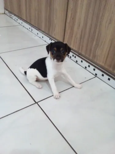 Vendo filhote de fox paulistinha