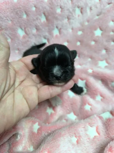 Chihuahua fêmea