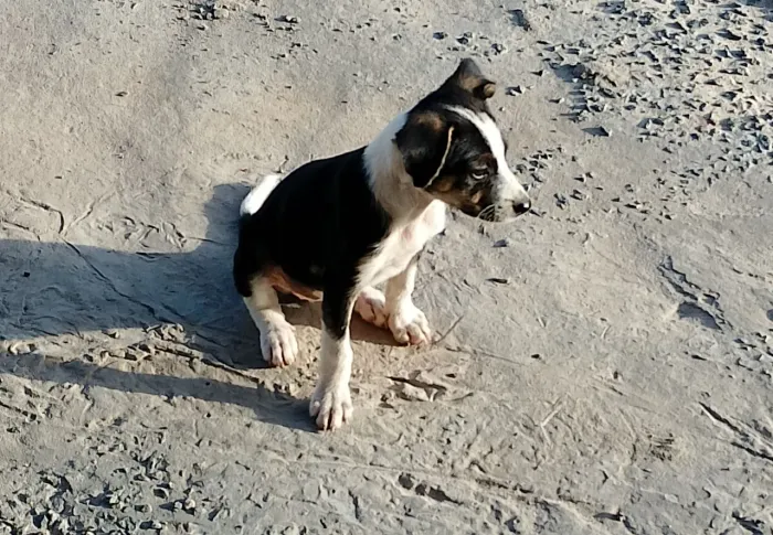FILHOTES CÃES ADOÇÃO