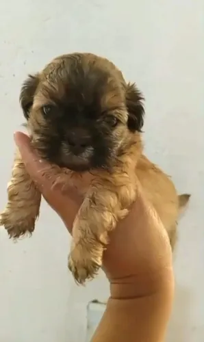Shitzu Macho Disponível para reserva