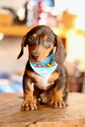 Dachsund PARCELAMOS 