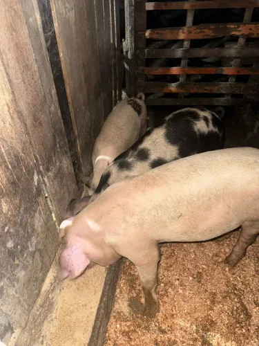 Leitão à venda em Joinville 