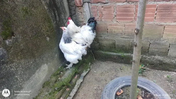 Casal de Brahma Light Adulto 