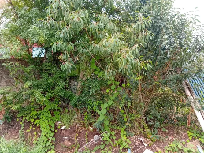 Terreno 