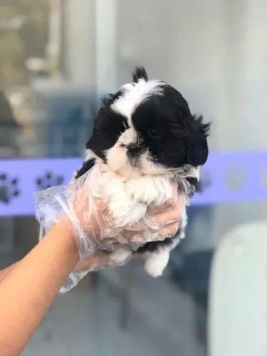 Filhotes Shih Tzu Saudáveis, Vacinados e com Contrato Garantido