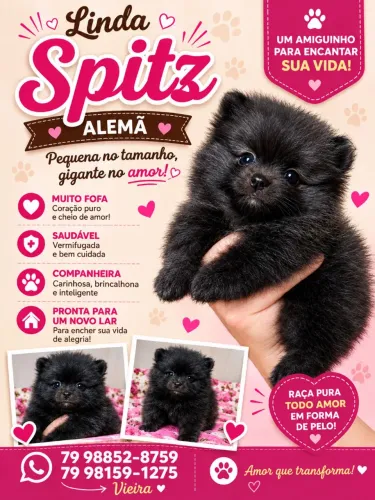 Filhotes de Lulu da Pomerânia
