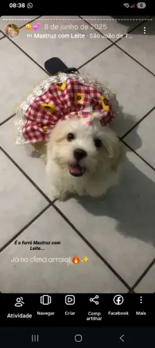 Roupa para cachorro /vestido de quadrilha
